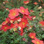 Nátržník krovitý (Potentilla fruticosa) ´MARIAN RED ROBIN´® - výška 20-30 cm, kont. C2L